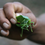 Grasshopper, Guatemala