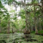 New Orleans swamps