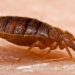 An adult bed bug. (image: United States Department of Health and Human Services)