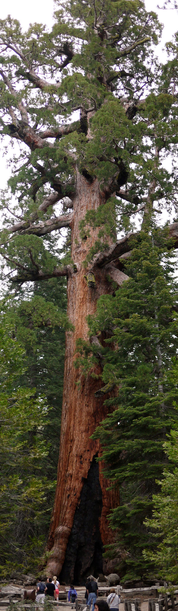 Grizzly Giant in Yosemite National Park. One of the oldest and largest giant sequoias in the world