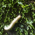 I love centipedes. They have something mysterious and archaic.