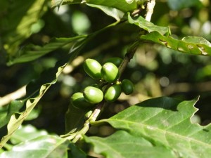 Coffee fruit growing on a coffee plant
