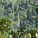 A waterfall across the ridge from the coffee plantation