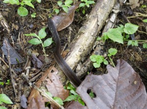 My first snake. Unfortunately too small and non-venomous to be truly exciting