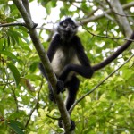 A spider monkey in Tikal