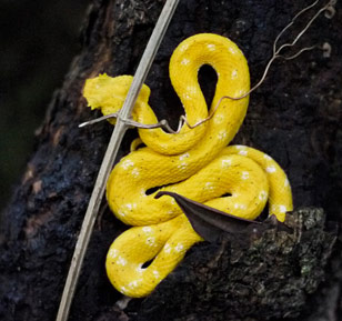 Sleeping yellow eyelash viper in the wild. Small but deadly.