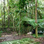 We are setting camp to stay in the jungle overnight. Wolle and me slept in hammocks