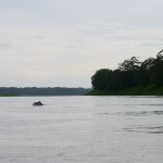 Did you know that dolphins (some of them are pink!) populate the Amazon river, thousands of kilometers from the ocean