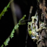 Nocturnal frog porn