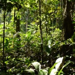 I much prefer the rainforest to look like this, lush and green