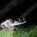 During a jungle trek at night you get to see other exciting animals: nocturnal frogs...