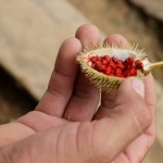 The indigenous people use this red fruit...