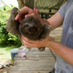 A baby sloth. They are the most adorable animals and any move they make is in slow motion.