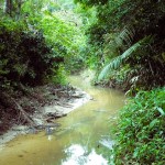 There were plenty of small streams in the jungle, leading to the massive Amazon river