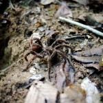 Yeah! Our guide dug out a large tarantula for us...