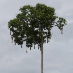 These things hanging from the tree are birds' nests. Those birds make funny sounds. 