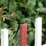 A hummingbird (that's the last bird, I promise)