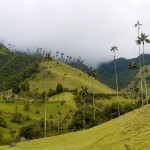 Hills covered with wax palm trees