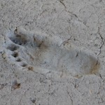Some 6000 years old footsteps near lake Managua - among the oldest in the continent