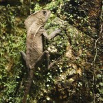 This lizard was a professional model. No matter how close you got with your camera it wouldn't move a bit