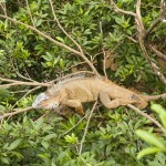 One sleepy iguana