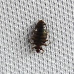 I know what insect that is... a fat bedbug