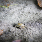 A baby crab digging a hole at the beach